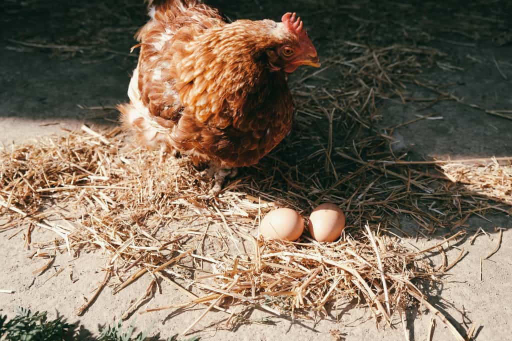 チャボや烏骨鶏で自給自足！田舎で鶏を飼うメリットと注意点