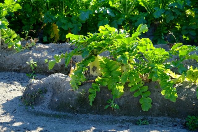 大根のコンパニオンプランツとは？露地栽培を成功させる秘訣