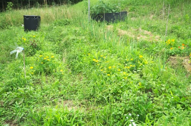 不耕起栽培とは？家庭菜園の基本を知る