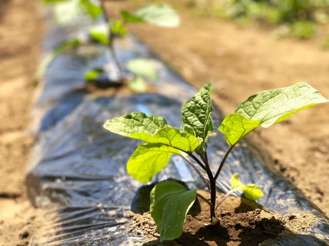 畑にナスの苗の植え付け