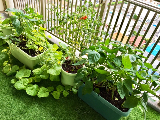 ゼロから始める「家庭菜園」！マンションのベランダで育てられる野菜